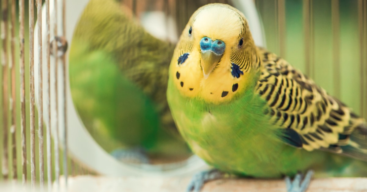Tips on Correcting Bad Bird Behavior